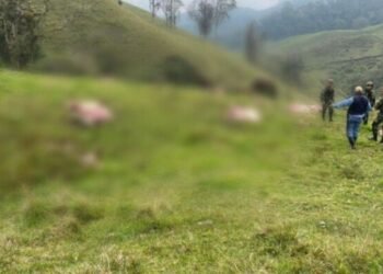 3 carniceros serían los líderes de banda delincuencial dedicada al abigeato en el Tolima 