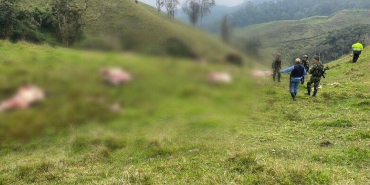 3 carniceros serían los líderes de banda delincuencial dedicada al abigeato en el Tolima