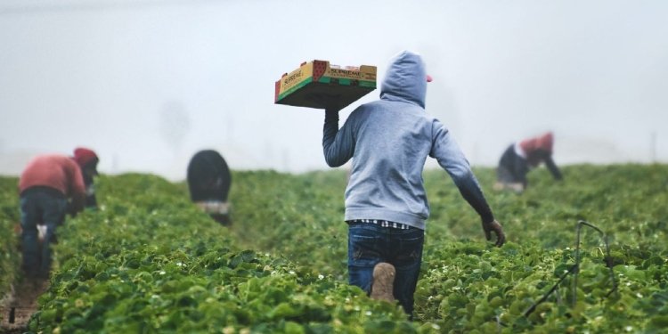 Juez ordena a CORTOLIMA y la Alcaldía de Cajamarca suspender la concertación del EOT