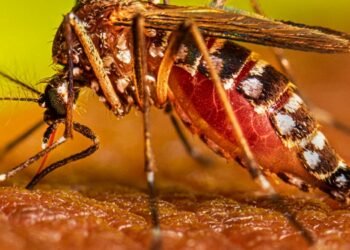 ¡El Dengue no tiene vacaciones! Conozca cómo protege a los niños en este receso escolar