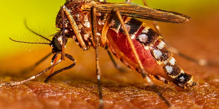 ¡El Dengue no tiene vacaciones! Conozca cómo protege a los niños en este receso escolar