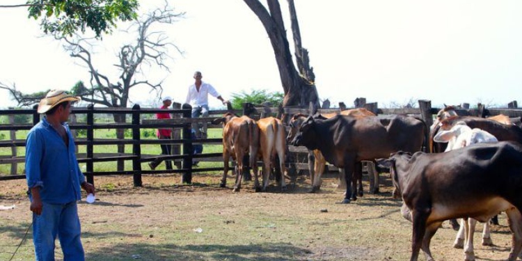 Desde el Coiba de Picaleña estarían extorsionando a un 70% de los ganaderos del Tolima