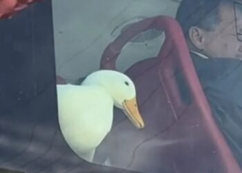 Un Inusual pero tierno pasajero de TransMilenio causa sensación en redes