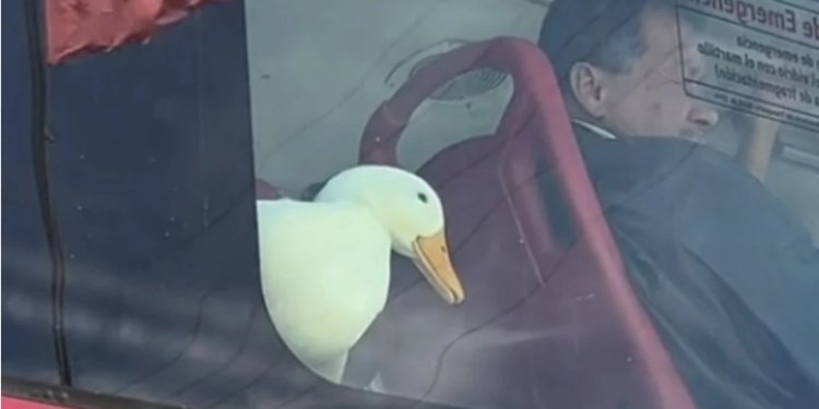 Un Inusual pero tierno pasajero de TransMilenio causa sensación en redes