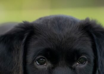  Justicia colombiana reconoce por primera vez a un perro como miembro de una familia