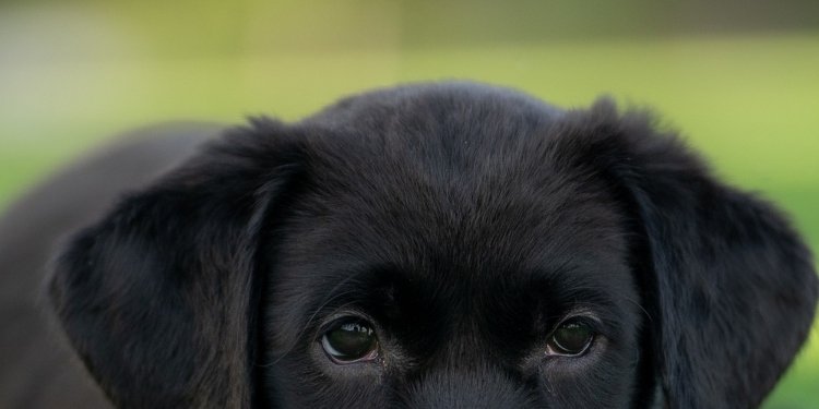 Justicia colombiana reconoce por primera vez a un perro como miembro de una familia