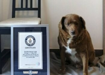 Murió Bobi, el perro más viejo del mundo que ganó récord Guinness