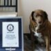 Murió Bobi, el perro más viejo del mundo que ganó récord Guinness
