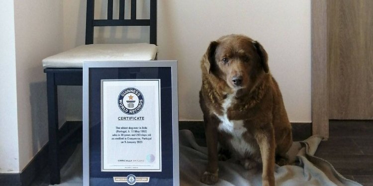 Murió Bobi, el perro más viejo del mundo que ganó récord Guinness