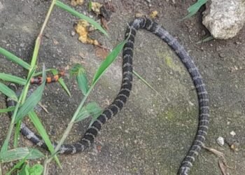 En el Yuldaima están entre las “ratas” y las culebras, piden ayuda a la Alcaldía