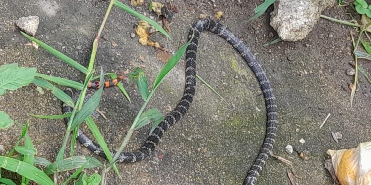 En el Yuldaima están entre las “ratas” y las culebras, piden ayuda a la Alcaldía