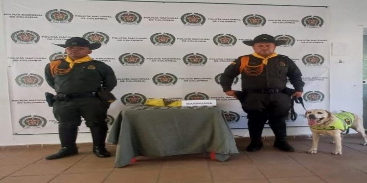 Canina ‘Mabel’ halló importante cargamento de droga en la terminal de Honda