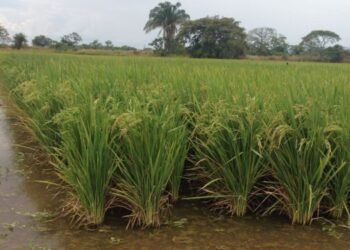 ¡Paradójico! Temporada de lluvias beneficia los cultivos de arroz en el departamento