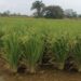 ¡Paradójico! Temporada de lluvias beneficia los cultivos de arroz en el departamento