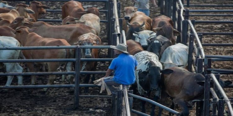 Pese a decreto nacional que busca revivir mataderos municipales, el panorama en el Tolima no es el más óptimo