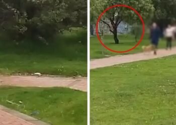 Joven fue abusada y herida brutalmente con arma blanca cuando iba a su colegio en Bogotá