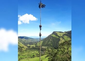Colombia tiene la Palma más alta del mundo: Aquí te contamos dónde queda