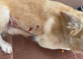 Peludito resultó herido con arma de fuego por defender a su dueño en Flandes 