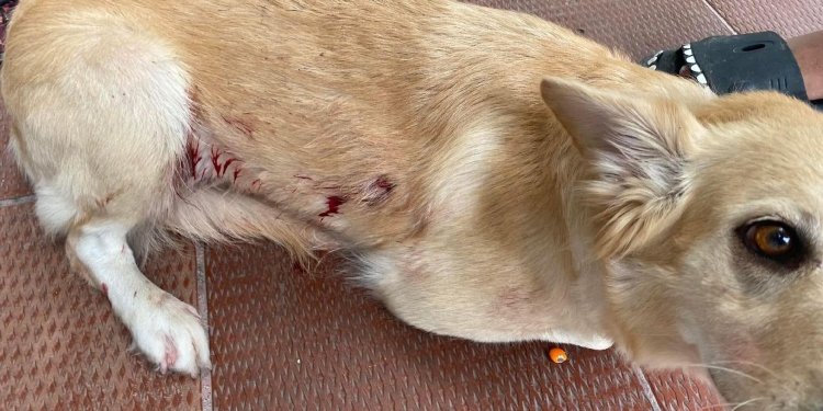 Peludito resultó herido con arma de fuego por defender a su dueño en Flandes 