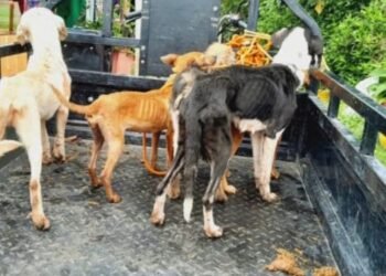 Perritos en Fresno están muriendo de hambre en la perrera municipal