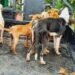 Perritos en Fresno están muriendo de hambre en la perrera municipal