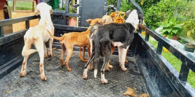 Perritos en Fresno están muriendo de hambre en la perrera municipal