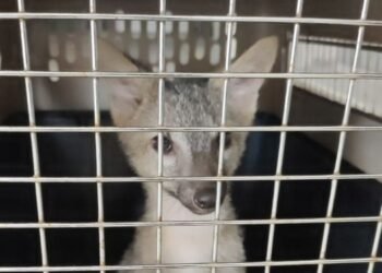 Zorro Cangrejero fue entregado a Cortolima luego de llevar 3 meses de tratarlo como “mascota”