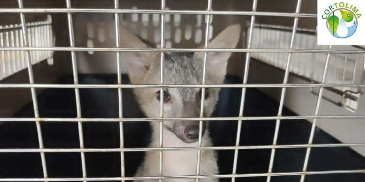 Zorro Cangrejero fue entregado a Cortolima luego de llevar 3 meses de tratarlo como “mascota”