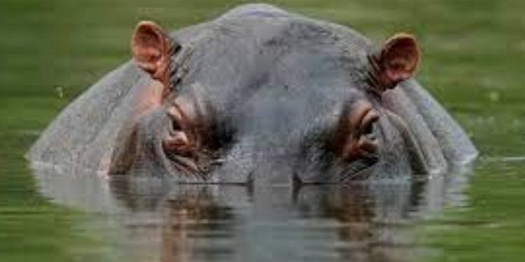 Inicia el plan para enfrentar hipopótamos invasores inicia en Colombia