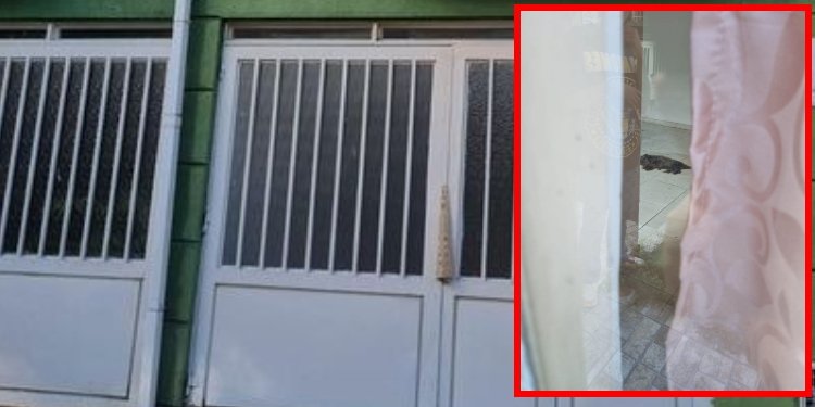 Aberrante, en una casa de Ibagué, dejaron morir abandonada a una perrita al interior de una casa