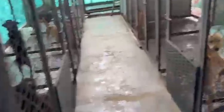 En buen estado y con alimento se encuentran mascotas resguardadas en Fresno 