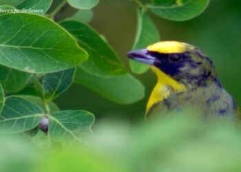 Animales silvestres también sufren el efecto de la pólvora en la temporada decembrina