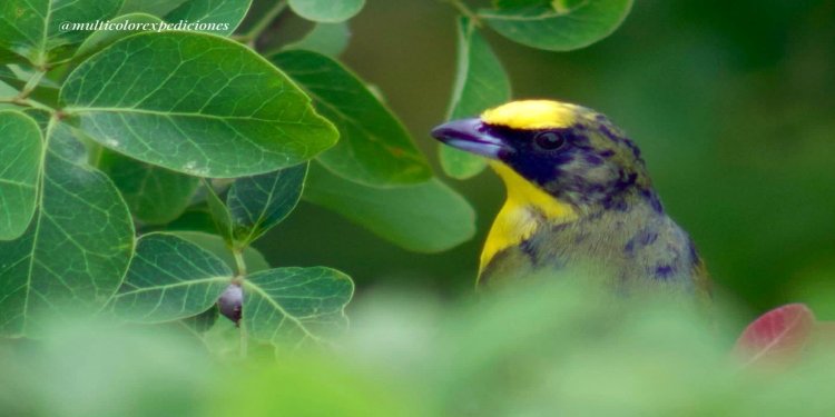 Animales silvestres también sufren el efecto de la pólvora en la temporada decembrina