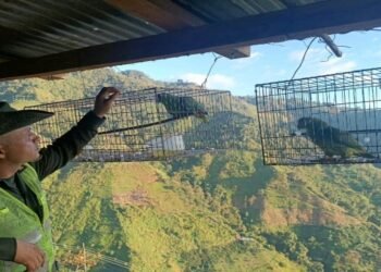 Animales de diferentes especies silvestres fueron rescatados en zona rural de Ibagué