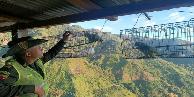 Animales de diferentes especies silvestres fueron rescatados en zona rural de Ibagué