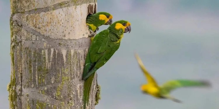 Parque Natural Regional Loros Andinos fue declarado por Cortolima como nueva área protegida