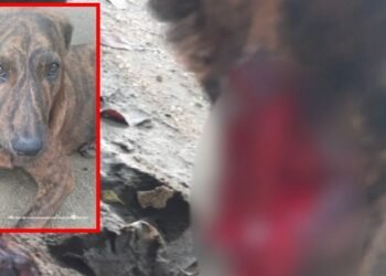 Fiscalía judicializa a dos presuntos agresores de animales en Tolima