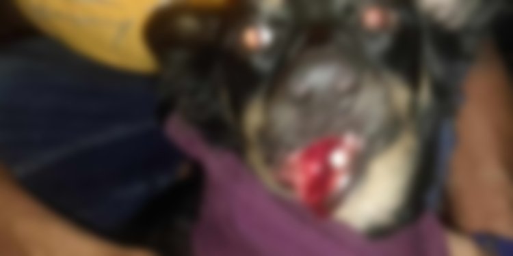 Pitbull atacó a una perrita y le fracturó la mandíbula
