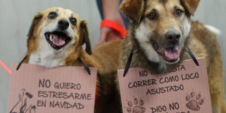 El concejal Andrés Ramírez alza la voz sobre las muertes de animales desprendidas del uso de pólvora