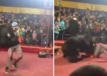 Oso atacó a su domador en pleno acto y lo dejó gravemente herido