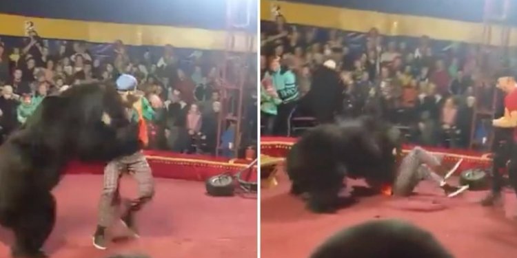 Oso atacó a su domador en pleno acto y lo dejó gravemente herido