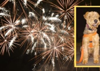 Se confirma que la muerte de un perrito en Ibagué se dio por el estruendoso sonido de la pólvora