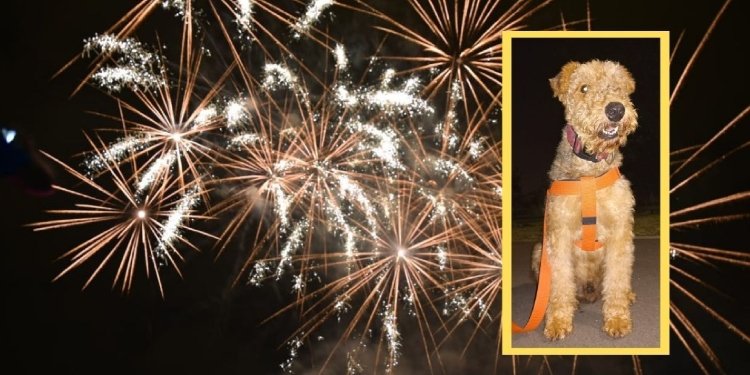 Se confirma que la muerte de un perrito en Ibagué se dio por el estruendoso sonido de la pólvora