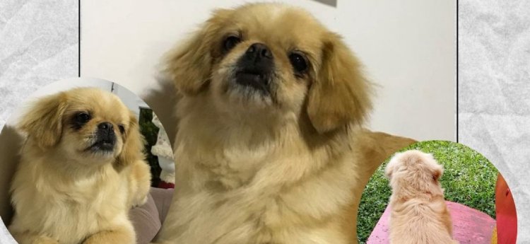 Familia ibaguereña busca su mascota perdida por efectos de la pólvora