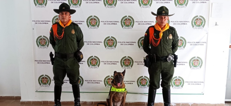 Más de 31 kilos de marihuana fueron incautados en la terminal de Honda