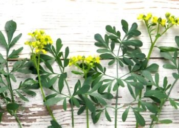 Descubre cómo atraer prosperidad en Año Nuevo con la tradición de la ruda