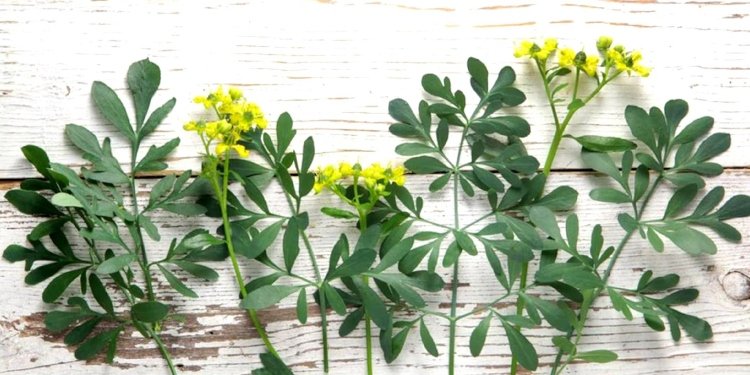 Descubre cómo atraer prosperidad en Año Nuevo con la tradición de la ruda