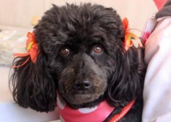 La ciudad contará con un nuevo punto permanente de vacunación para caninos y felinos