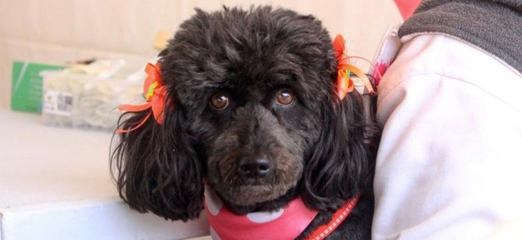 La ciudad contará con un nuevo punto permanente de vacunación para caninos y felinos