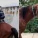Viral: Cambió fiesta de 15 años por un caballo para ir a estudiar
